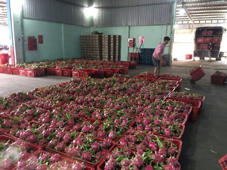 Harvested dragon fruit ready for sorting and packing